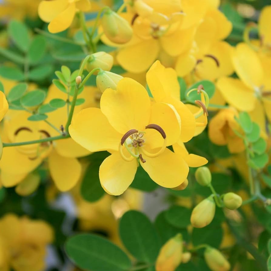 Bubble Senna Seeds for Planting Senna Corymbosa flower bed native landscape