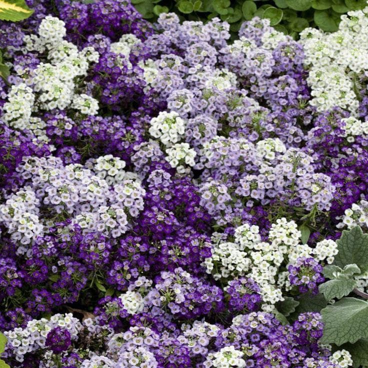 Lobularia Maritima Flower seeds for Planting - Pollinator Friendly, Heirloom & GMO Free Seeds for Home Garden