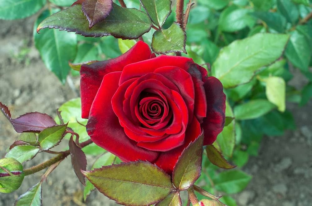 Red Away Rose Flower Seeds for Planting Sun Loving Heirloom & GMO Free Seeds for Home Garden
 
 Sale