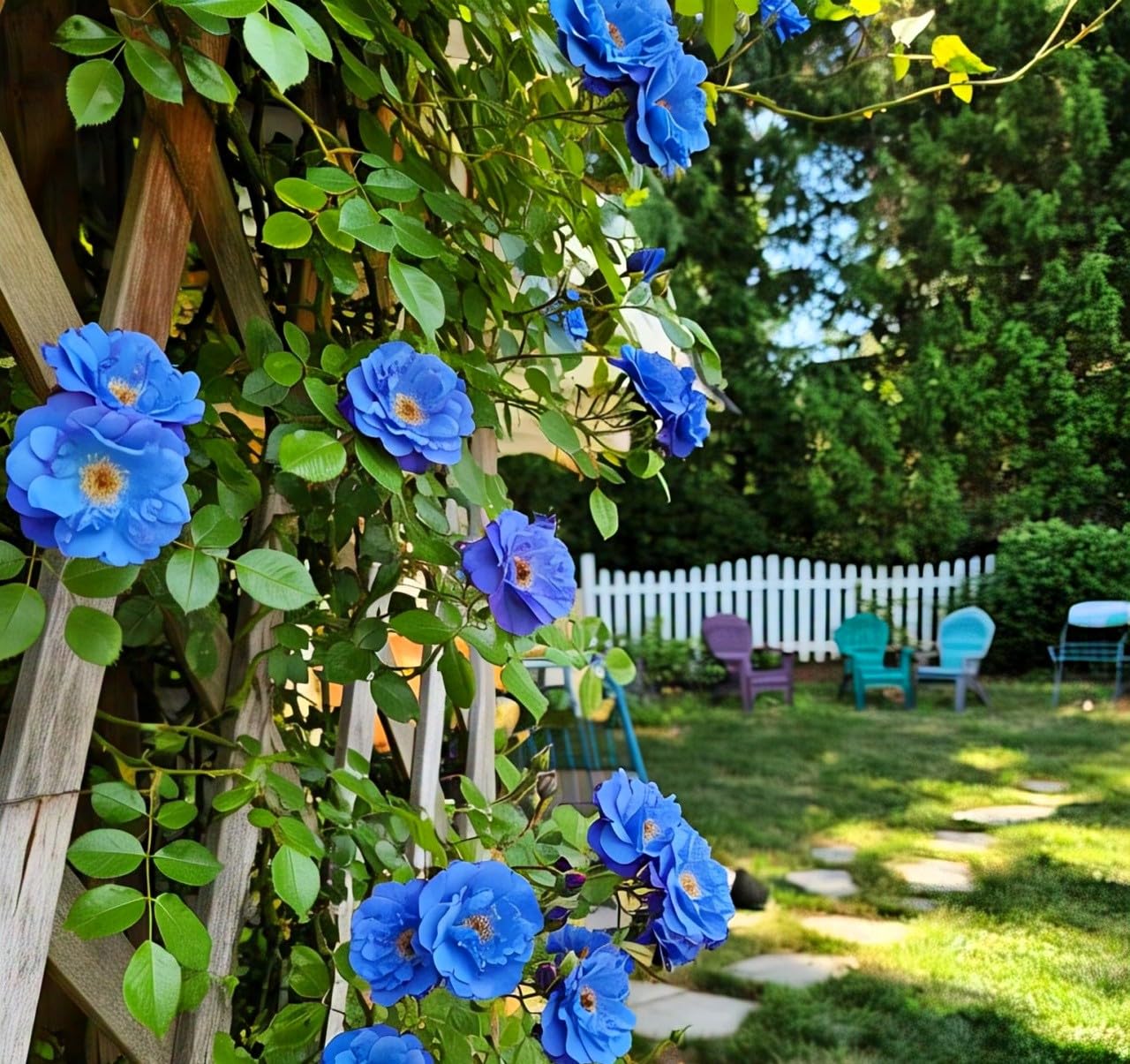 Sky Blue Climbing Rose Flower seeds for Planting - Long Bloom Season, Heirloom & GMO Free Seeds for Home Garden