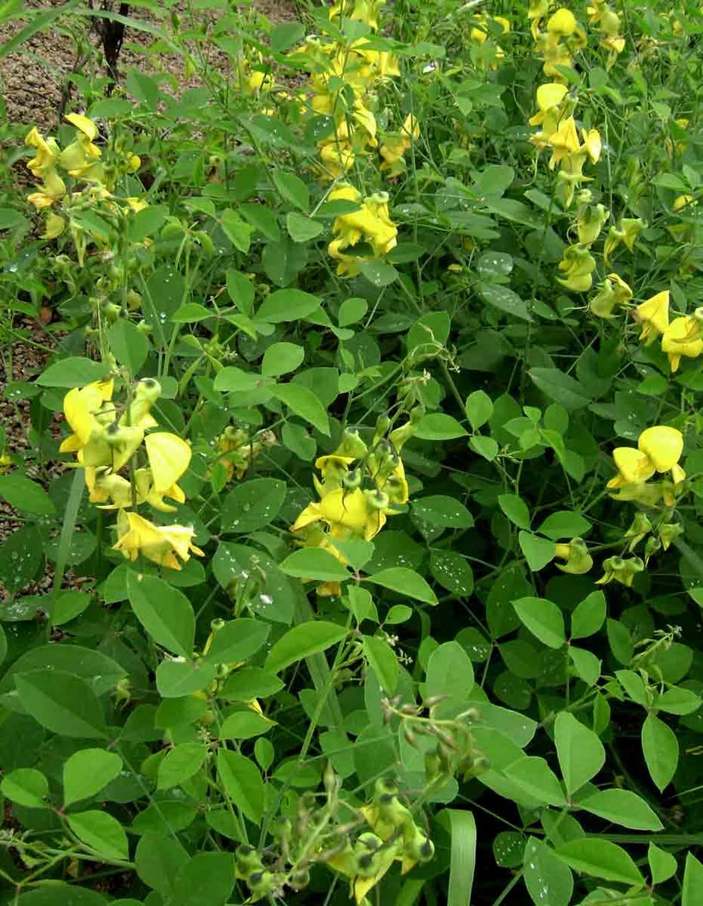 Yellow Astragalus Flower seeds for Planting - Wildflower Mix, Heirloom & GMO Free Seeds for Home Garden