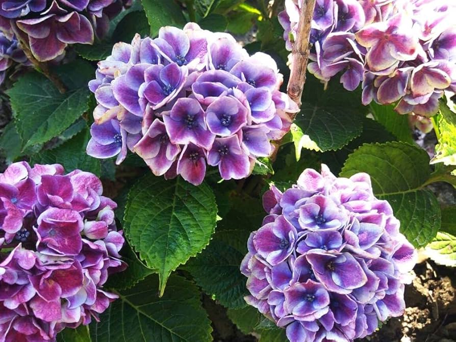 Hydrangea Flower Seeds for Large, Beautiful Garden Blooms