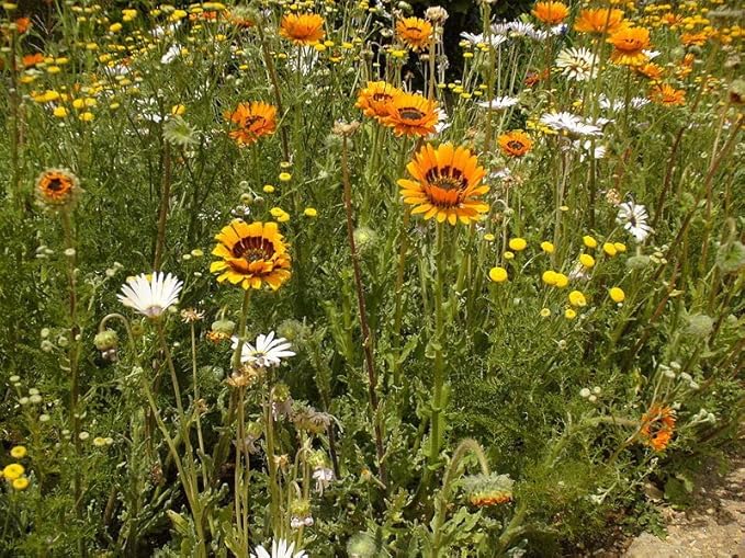 Orange Prince Venidium Seeds for Bold Orange Flowers