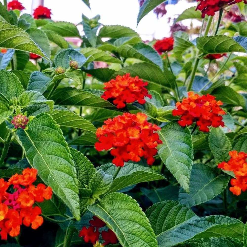 Lantana Seeds for Planting Lantana Camara flower bed patio garden