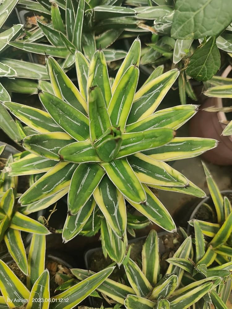 Green Agave Victoriae Seeds for Planting