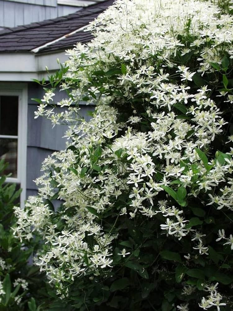 White Loropetalum Flower seeds for Planting - Low Maintenance, Heirloom & GMO Free Seeds for Home Garden