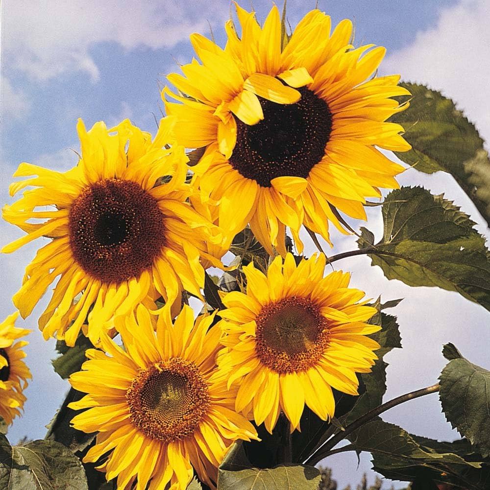 Mammoth Sunflower Seeds for Planting Helianthus annuus for flower beds and gardens