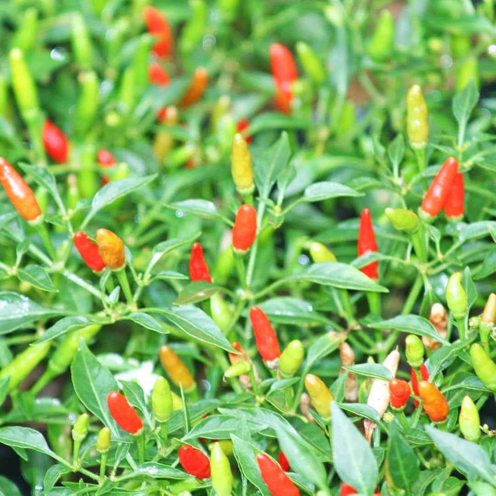 Pequin Chili Seeds for Planting - Vegetable Garden Starter