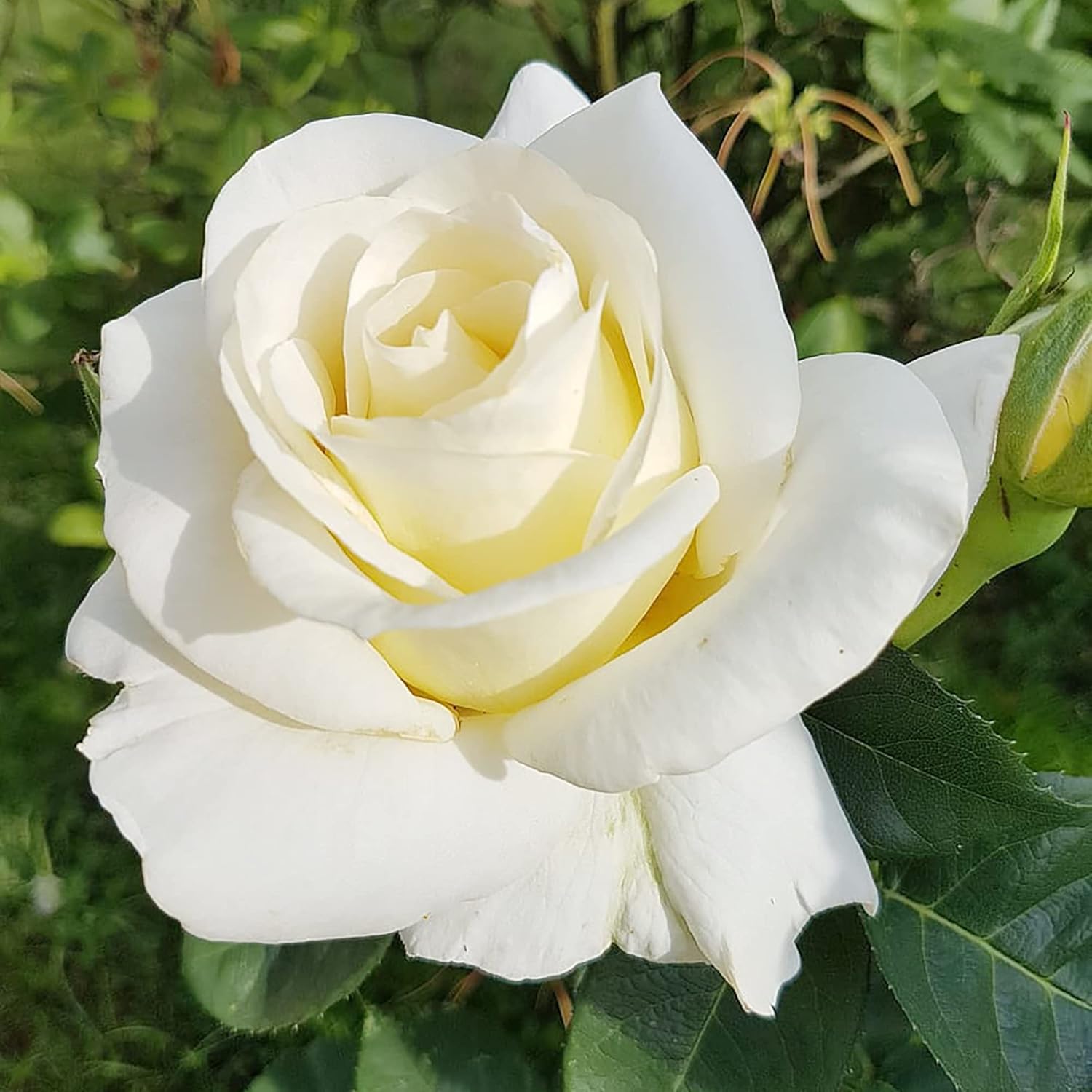 White Rose Seeds Perennial Attracts Bees Butterflies & Hummingbirds Fragrant Patio Potted Garden