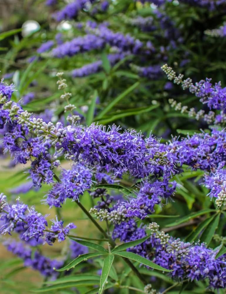 Purple Vitex Agnus Flower seeds for Planting - Drought Tolerant, Heirloom & GMO Free Seeds for Home Garden