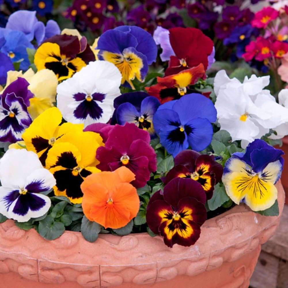 Sunburst Pansy Panola Flower Seeds for Bright, Colorful Garden Flowers