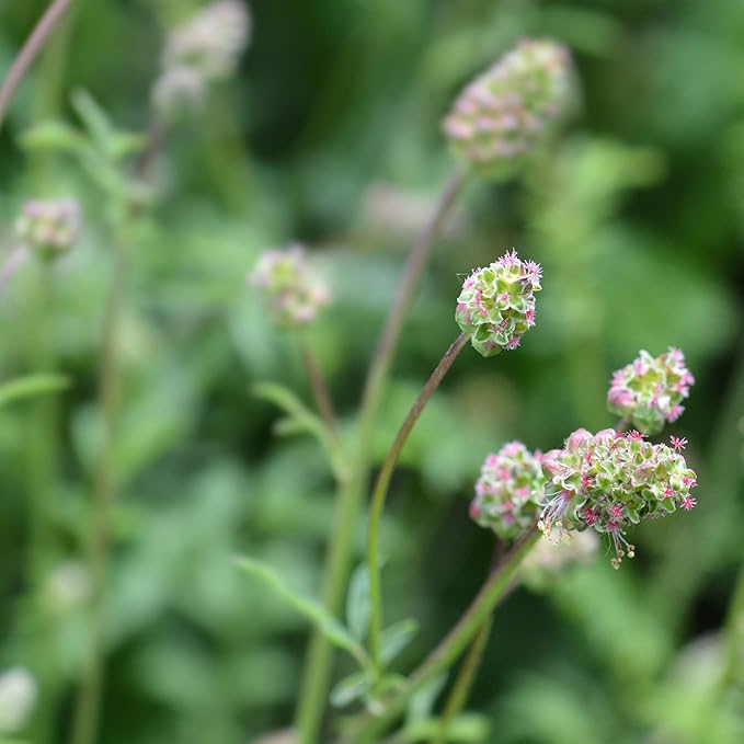 Burnet Seeds for Refreshing Herbal Leaves