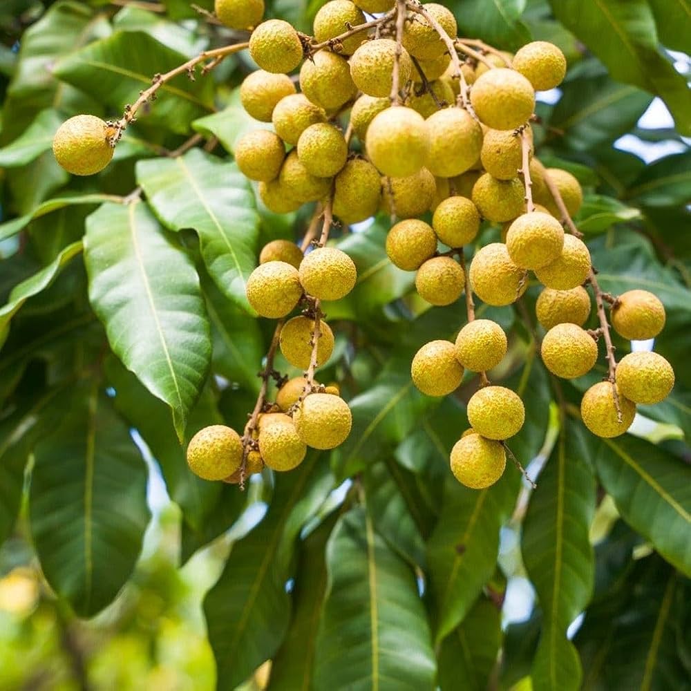 Longan Dimocarpus longan Fruit Seeds for Planting in Tropical Garden