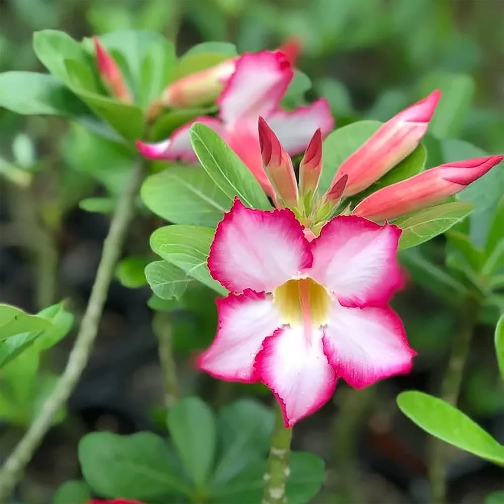 Adenium Obesum Flower seeds for Planting - Pollinator Friendly, Heirloom & GMO Free Seeds for Home Garden
