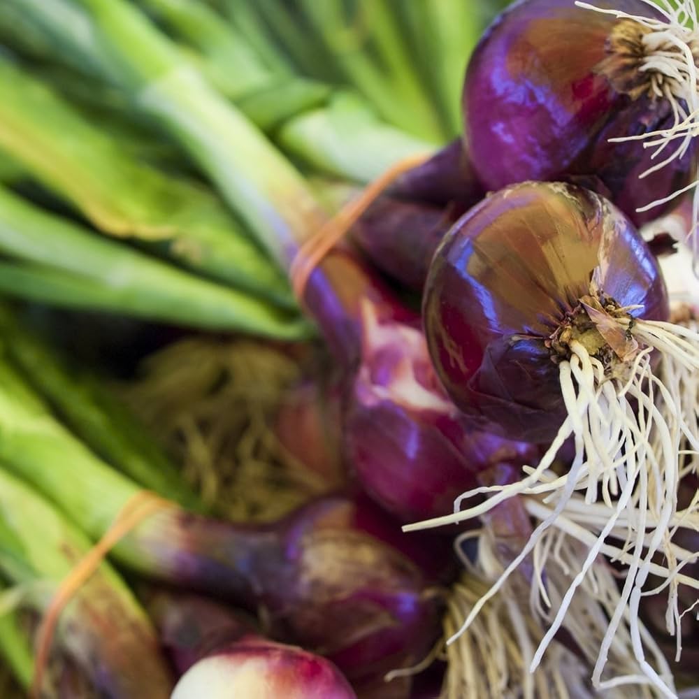 Onion Vegetable Seeds Allium cepa for Planting in Vegetable Patch