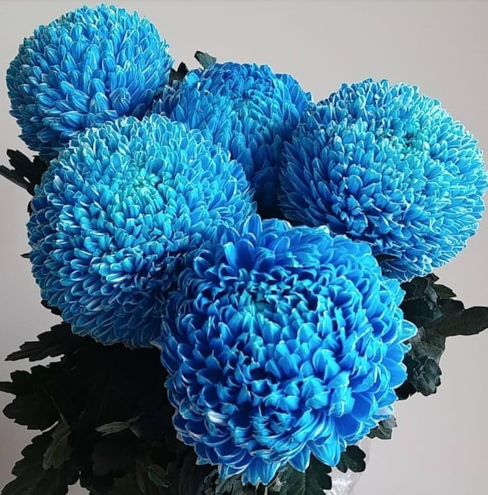 Chrysanthemum Blue White Flower seeds for Planting - Low Maintenance, Heirloom & GMO Free Seeds for Home Garden