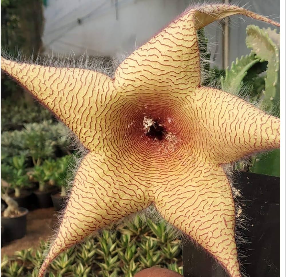 Stapelia Gigantea Plant Seeds for Gardening & Planting: Grow Unique Starfish Flowers in Your Garden