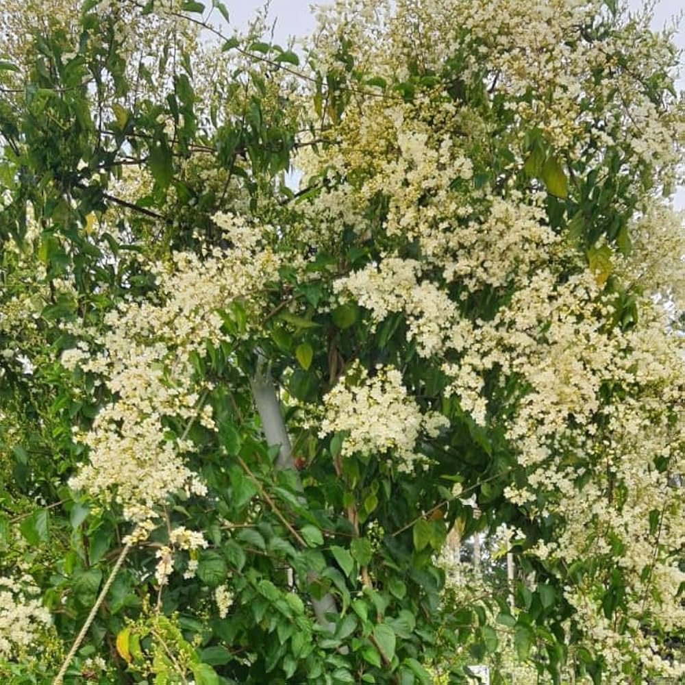 Jasmine Together Seeds for Planting Jasminum spp. for trellises and fragrant gardens