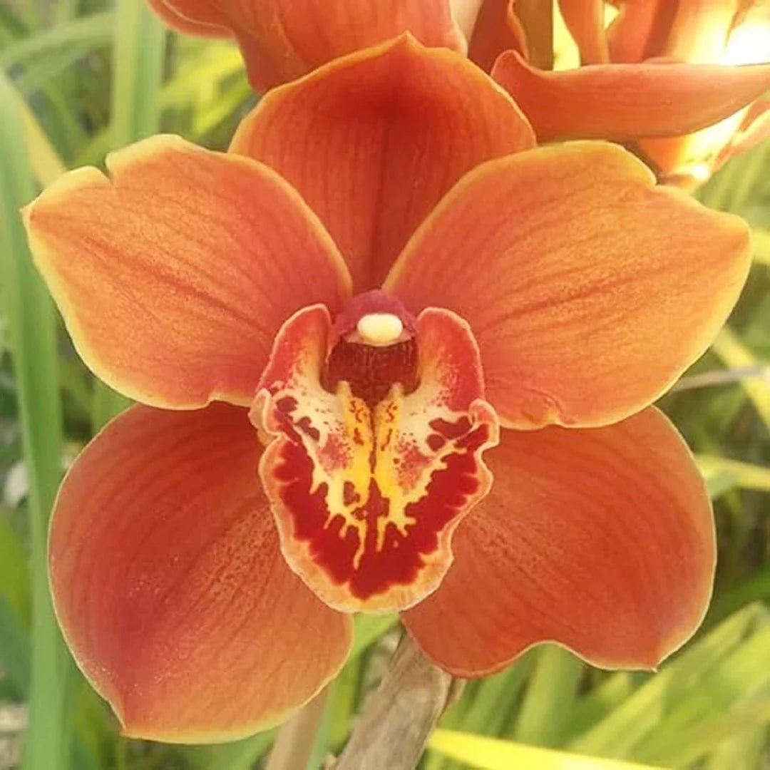 Orange Paphiopedilum Planting Seeds Fruit Seeds for Home Gardens, Containers & Outdoor Growing