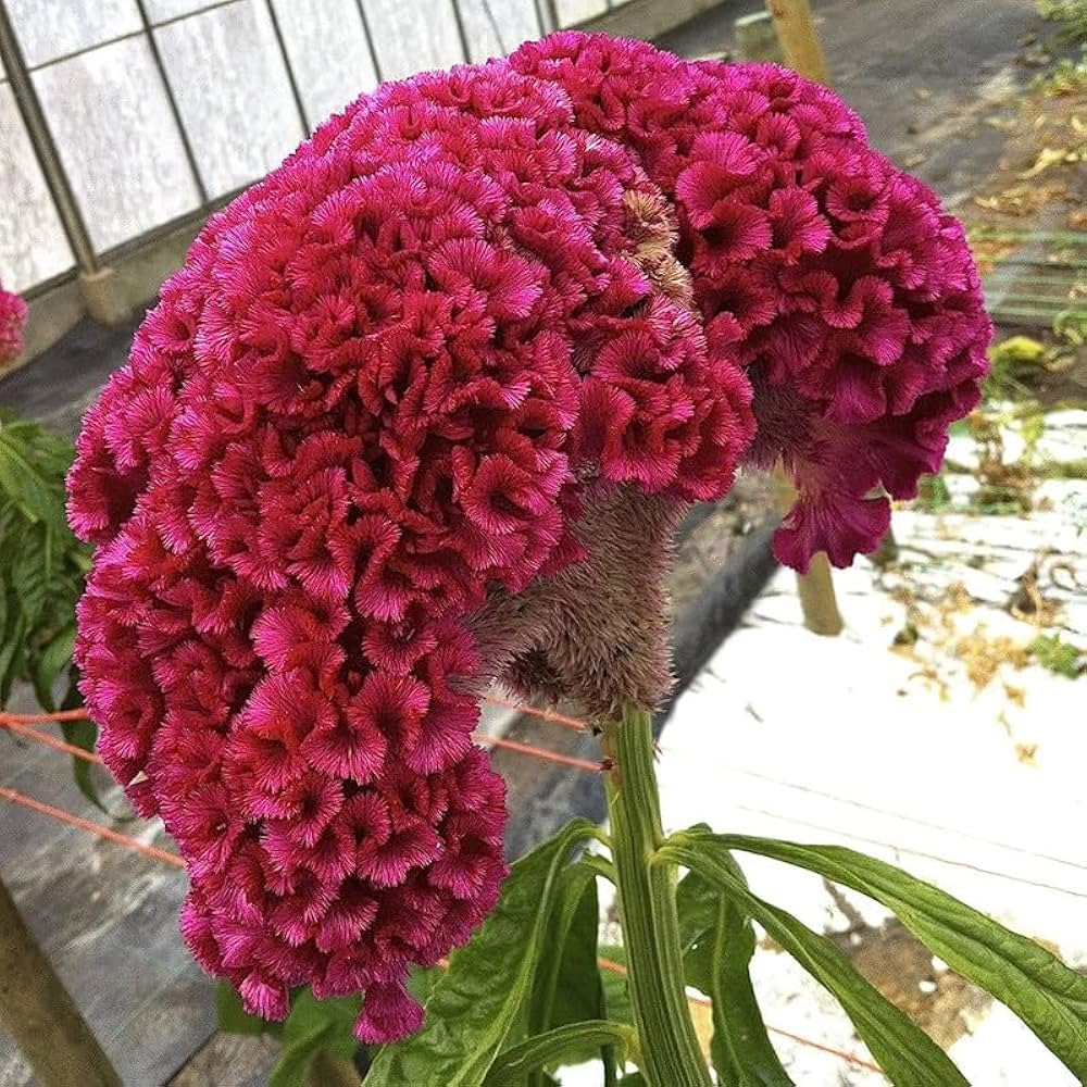 Cylindrica Seeds for Planting Cylindrica for flower beds and container gardens