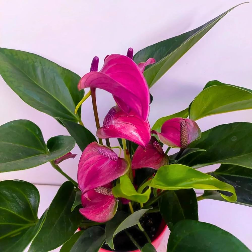 Mix Anthurium Flower seeds for Planting - Wildflower Mix, Heirloom & GMO Free Seeds for Home Garden