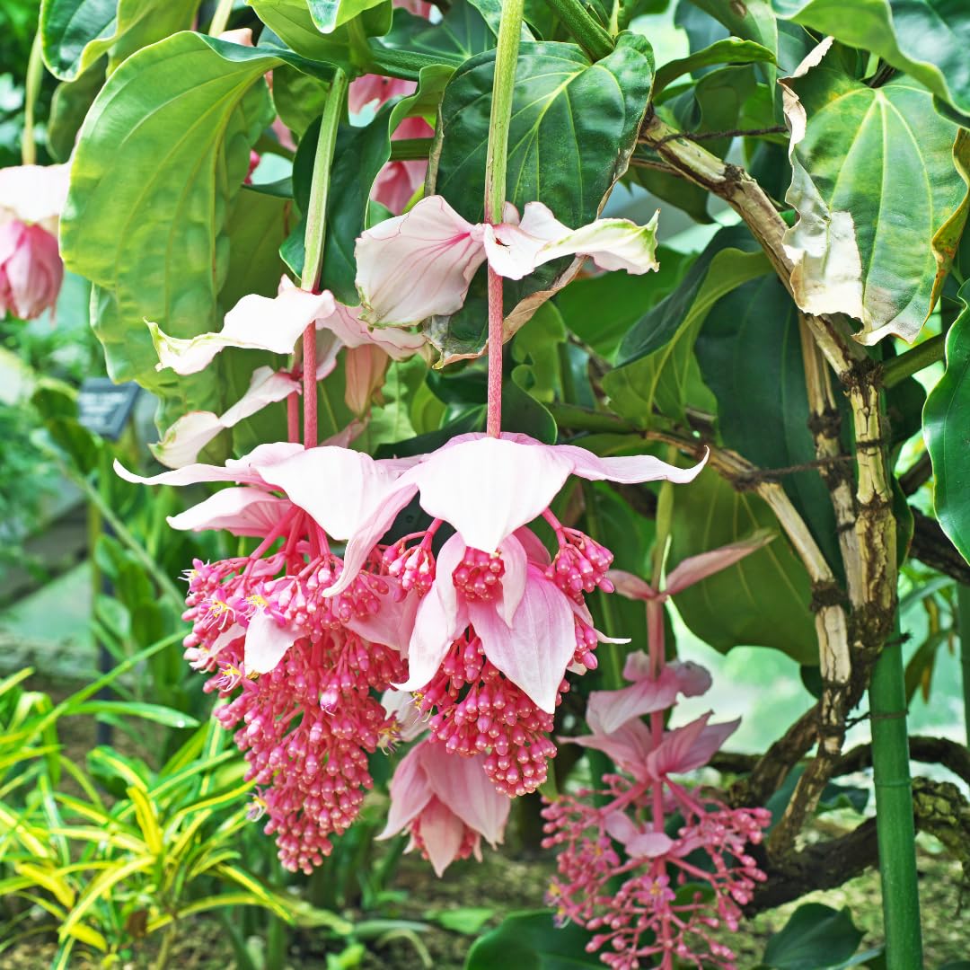 Medinilla Flower seeds for Planting - Compact Growth, Heirloom & GMO Free Seeds for Home Garden