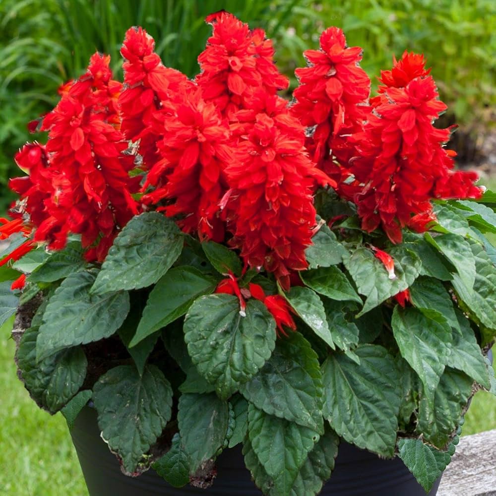 Salvia Flower seeds for Planting Seasonal Bloomer Heirloom & GMO Free Seeds for Home Garden