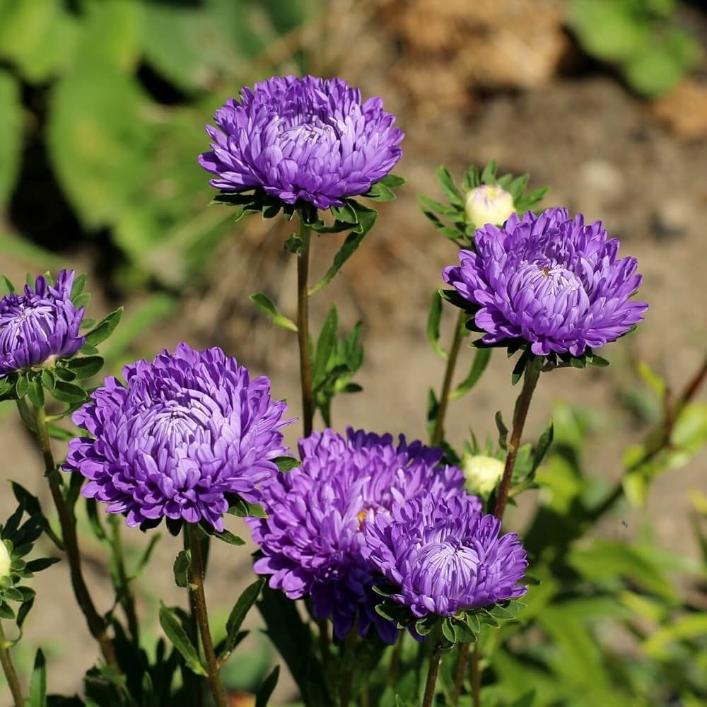 Silky Aster Seeds – Drought-Tolerant Perennial Wildflower with Lavender Blooms