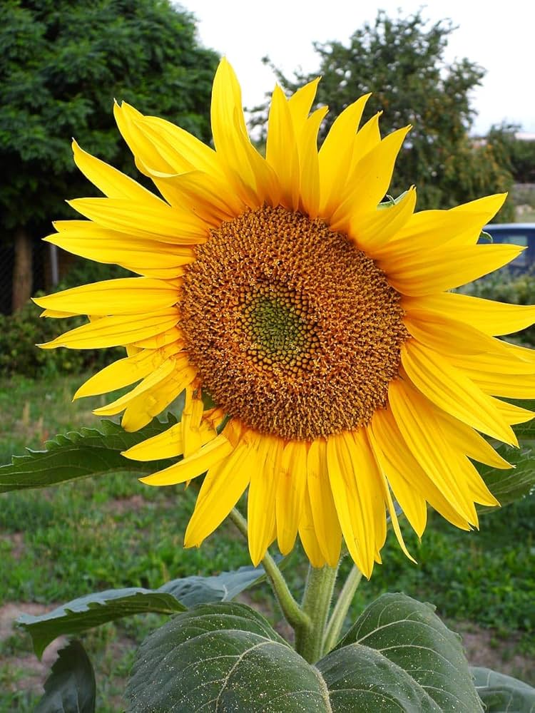 Giant Sunflower Helianthus annuus Seeds for Planting in Flower Bed and Backyard Garden