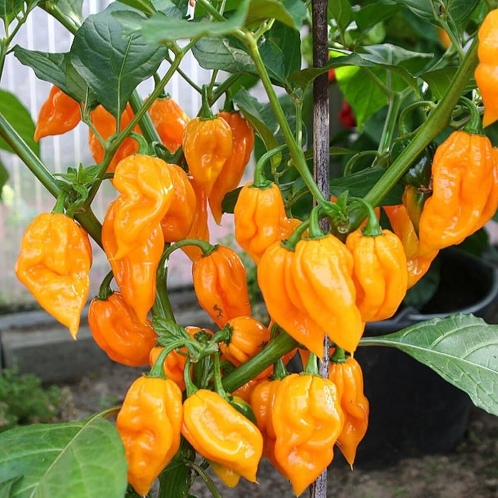 Datil Pepper Vegetable Seeds for Home Planting