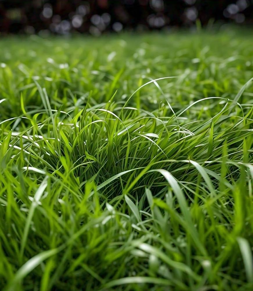 Zoysia Grass Zoysia spp Seeds for Planting in Lawn and Garden