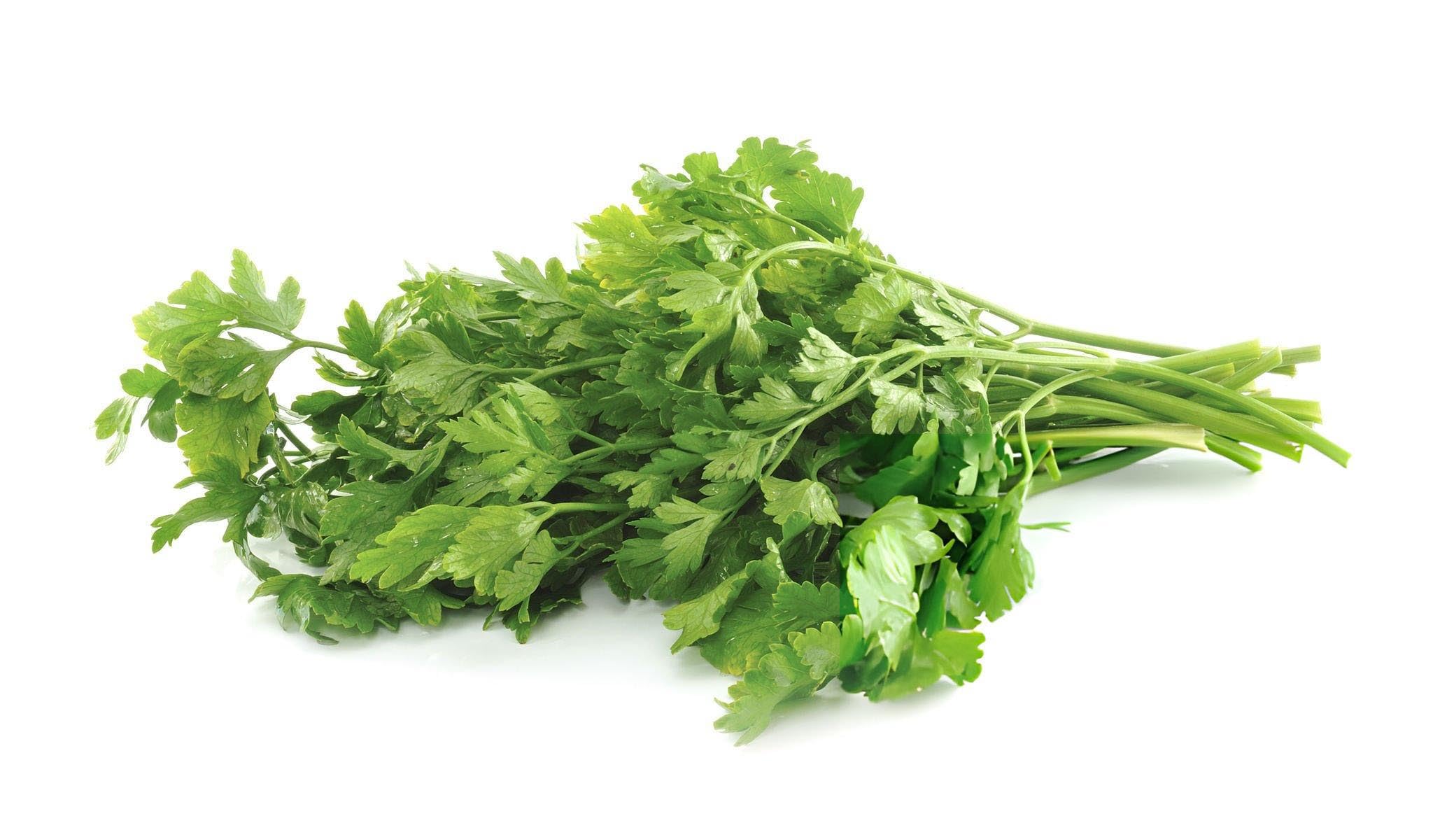 Coriander Cilantro Seeds Coriandrum sativum for Planting in Herb Patch and Kitchen Garden