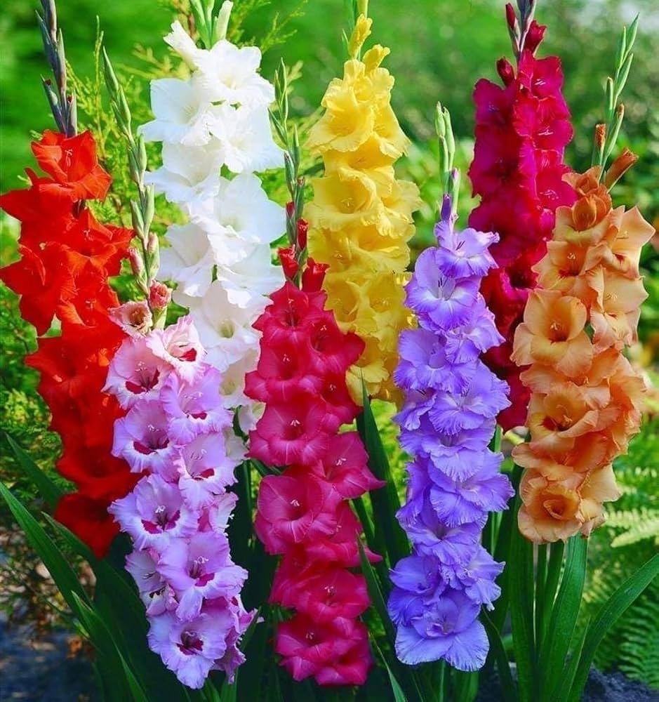 Mixed Color Gladiolus Flower Seeds for Planting Easy to Grow Heirloom & GMO Free Seeds for Home Garden
 
 Sale