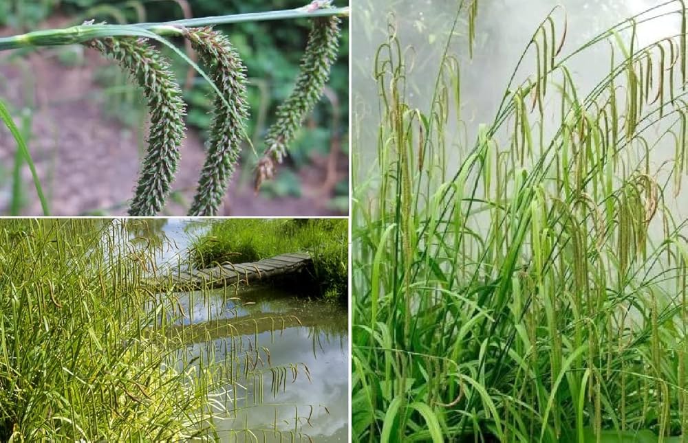 Carex Pendula Carex Pendula Seeds for Planting - Great for Flower Bed & Home Garden