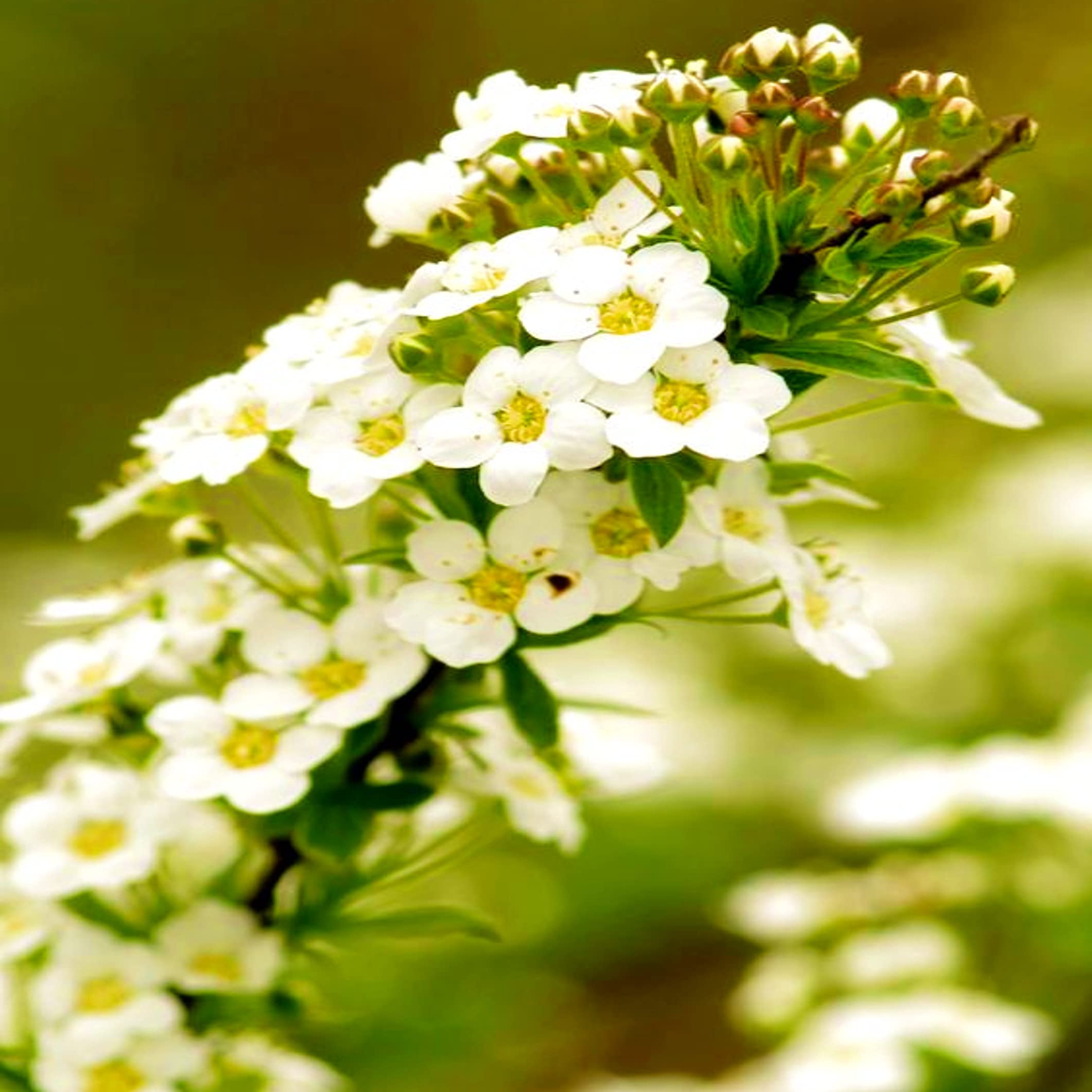 Alyssum Lobularia Maritima Flower Seeds