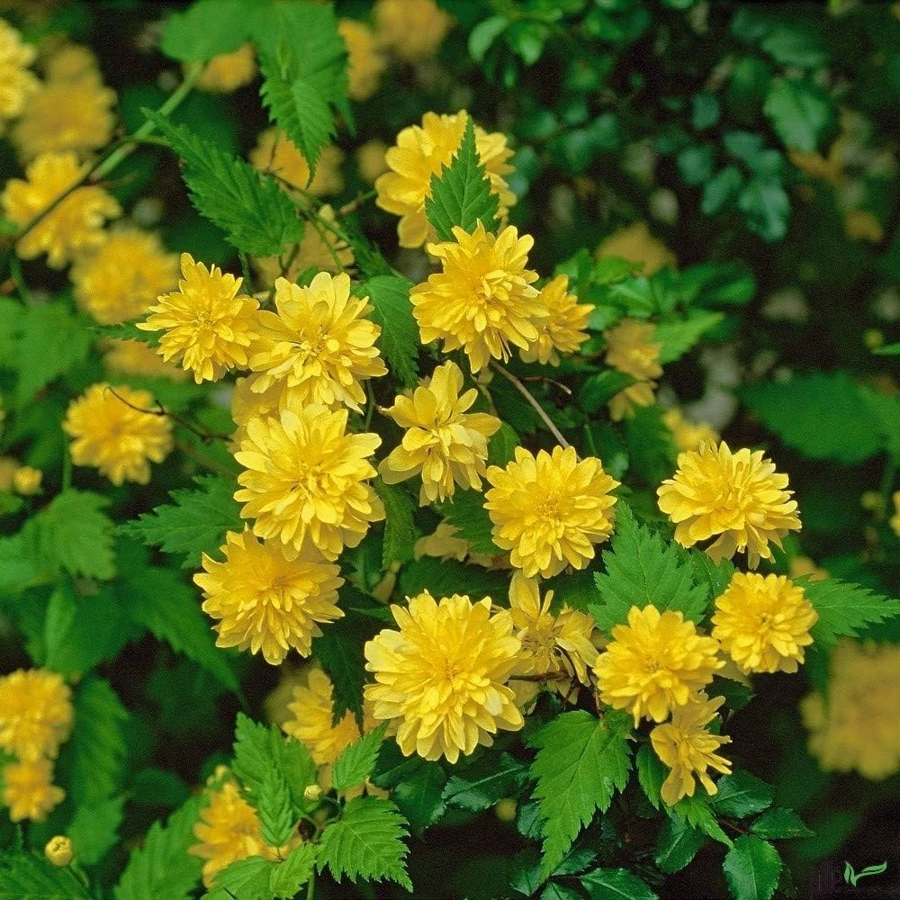 Yellow Kerria Japonica Flower seeds for Planting - Low Maintenance, Heirloom & GMO Free Seeds for Home Garden