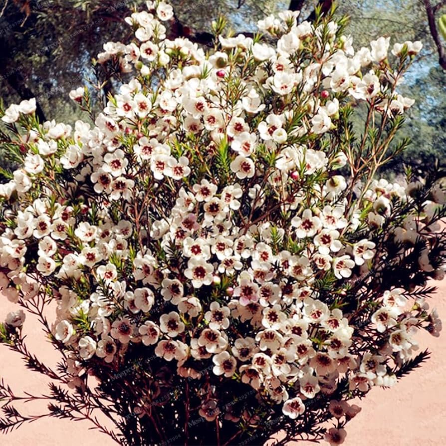 Mischfarbe Geraldton Wachsblume Eremophila spp. Seeds for Planting in Flower Bed