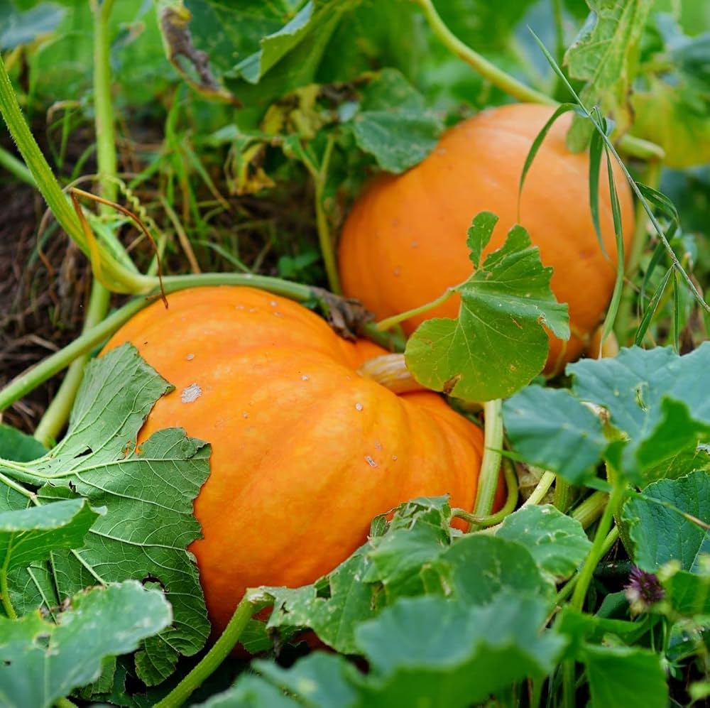 Orange Giant Pumpkin Seeds for Easy Planting