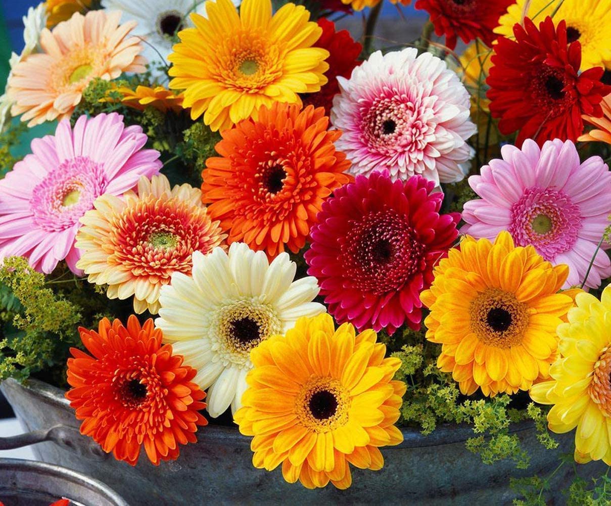 Gerbera & Chrysanthemum Mix Gerbera spp. & Chrysanthemum spp. Seeds for Planting - Great for Flower Bed & Garden