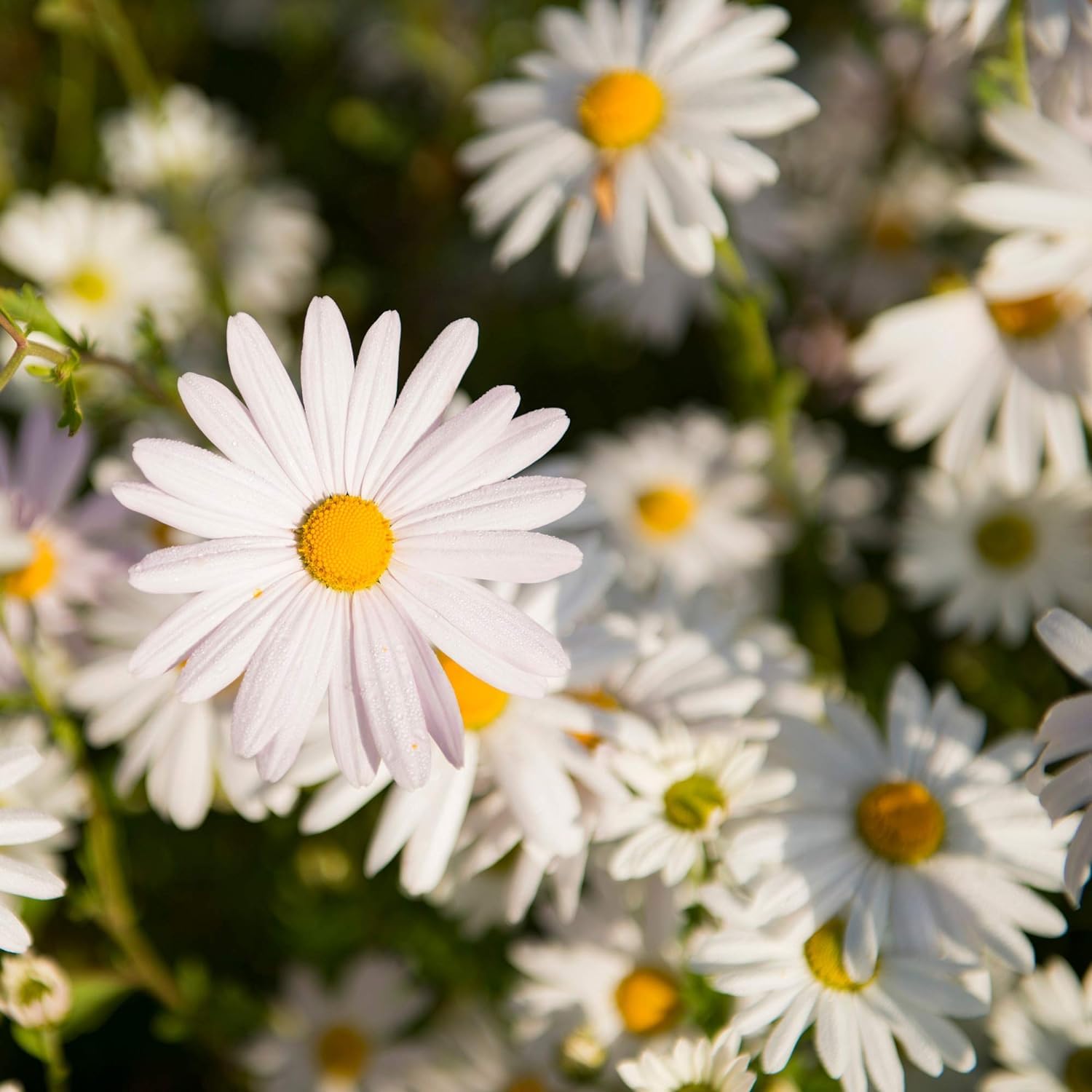Daisy Seeds Livingstone Daisy Seeds Yellow White Flower Variety for Beautiful Garden Blooms
