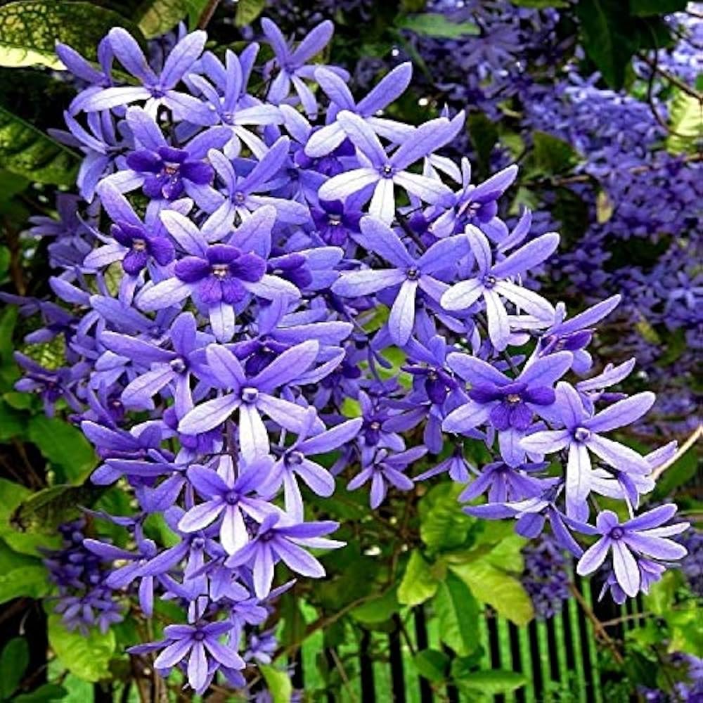 Purple Sandpaper Vine PETREA VOLUBILIS Flower seeds for Planting - Cottage Garden Essential, Heirloom & GMO Free Seeds for Home Garden