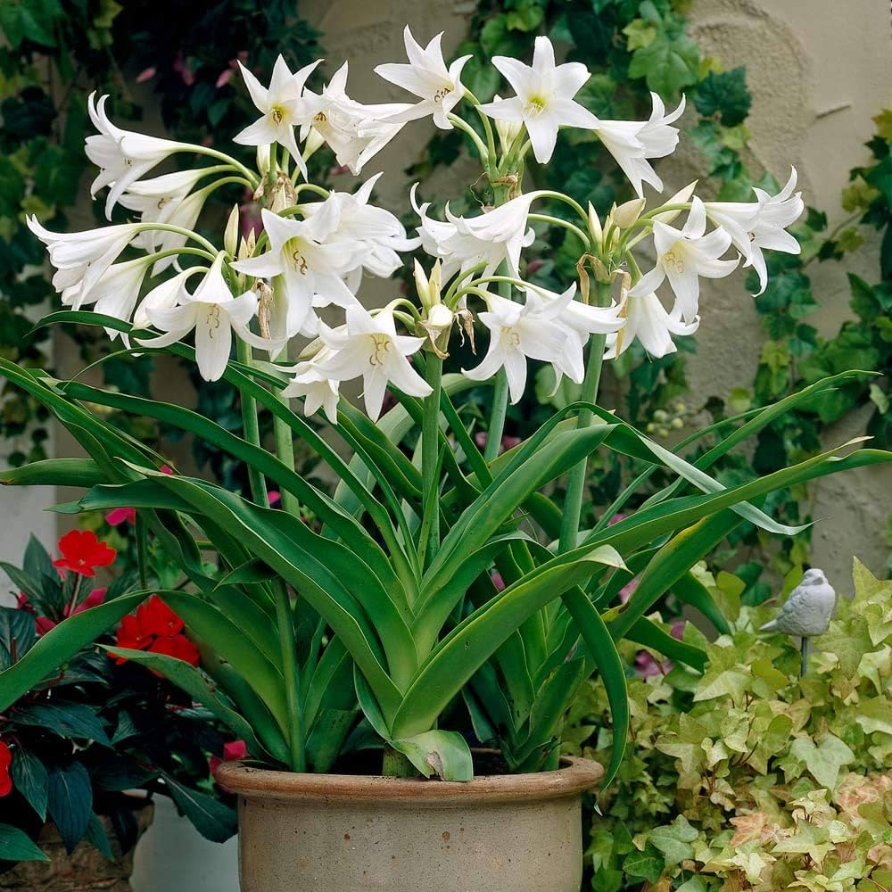 White Crinum Flower seeds for Planting - Easy to Grow, Heirloom & GMO Free Seeds for Home Garden