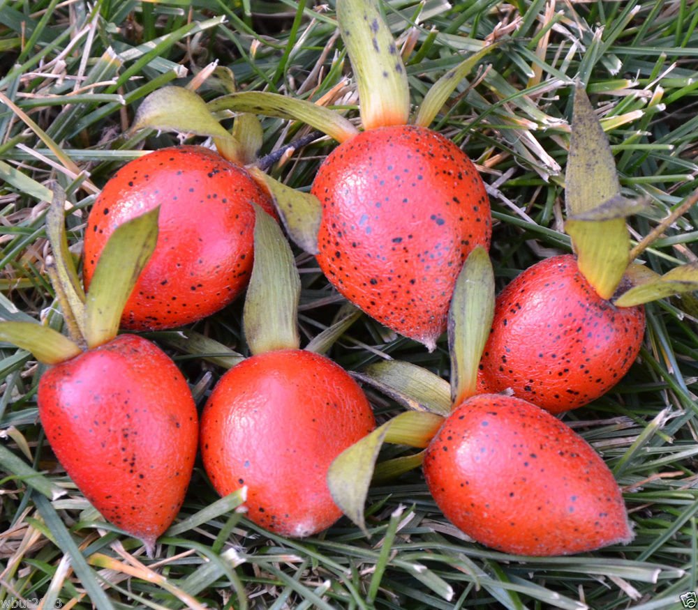 Red Rhombifolia Fruit Seeds for Planting