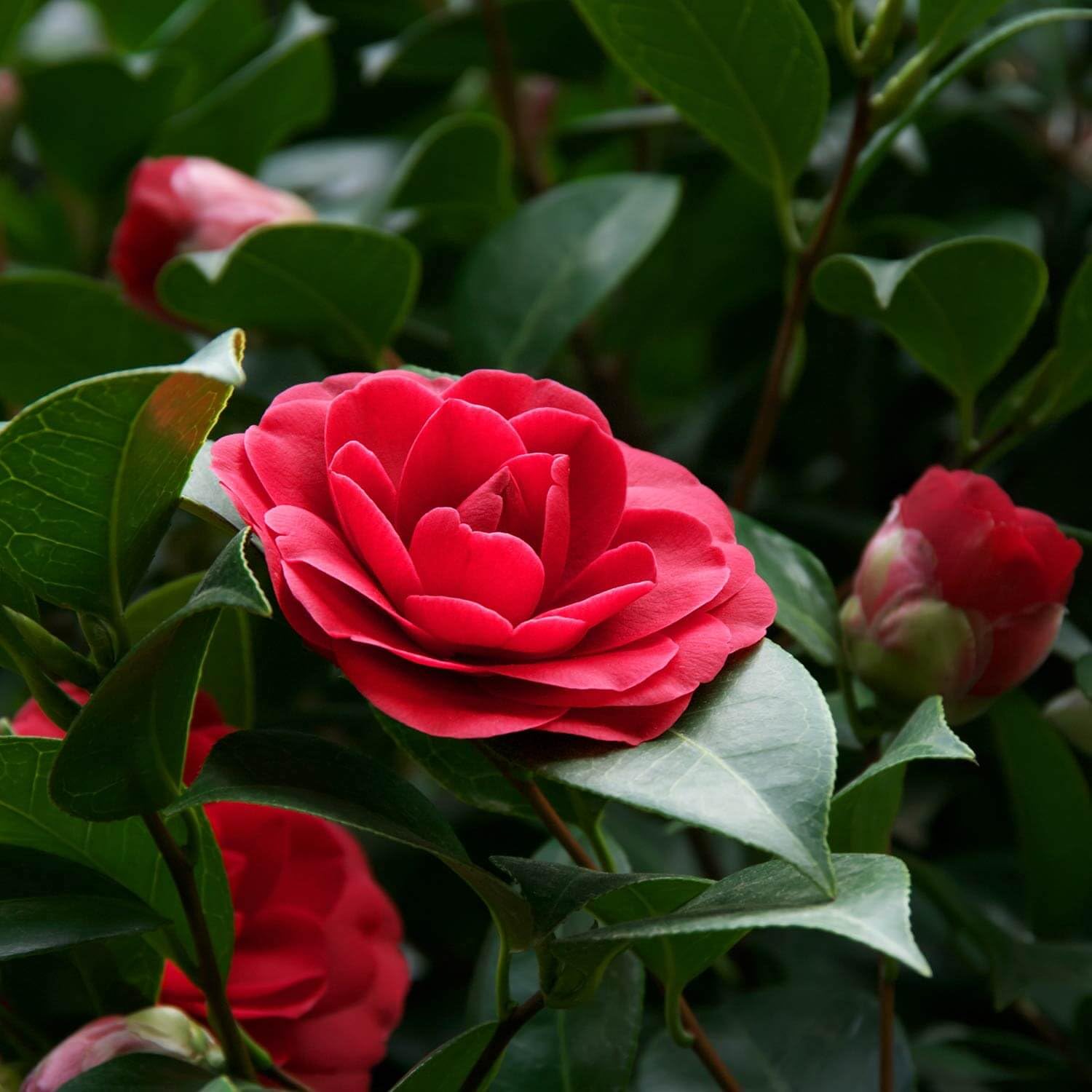 Camellia Flower Seeds Red Flower seeds for Planting - Cottage Garden Essential, Heirloom & GMO Free Seeds for Home Garde
