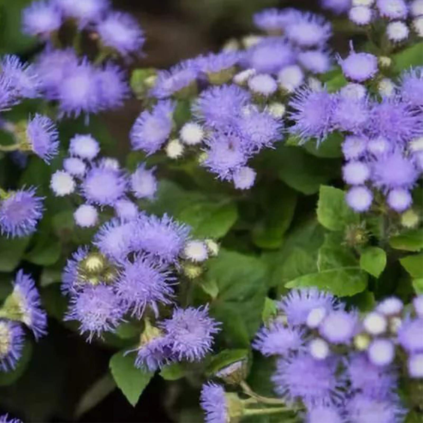 Pezzi di Semi di Piante Blue Ageratum