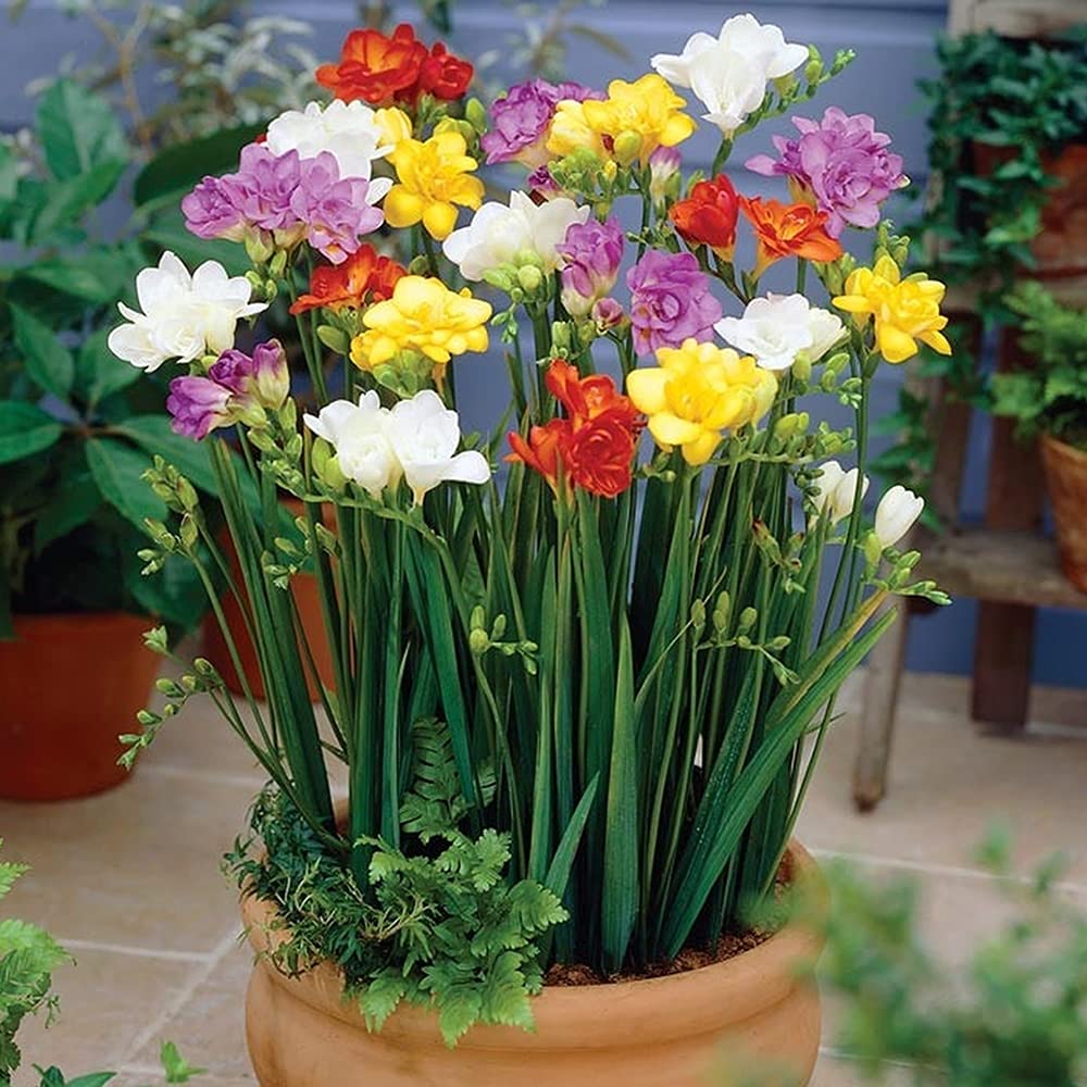Mixed Freesia Flower seeds for Planting - Hardy Variety, Heirloom & GMO Free Seeds for Home Garden