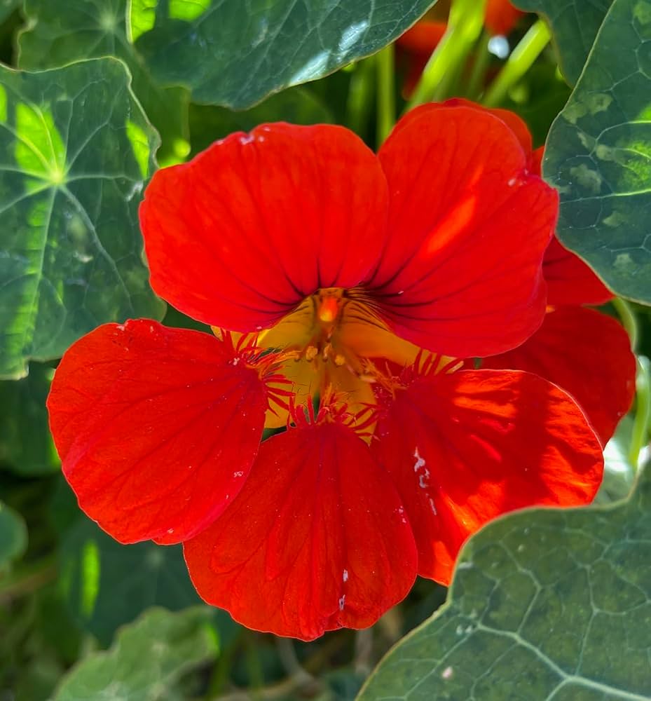Red Nasturtium Flower seeds for Planting - Wildflower Mix, Heirloom & GMO Free Seeds for Home Garden