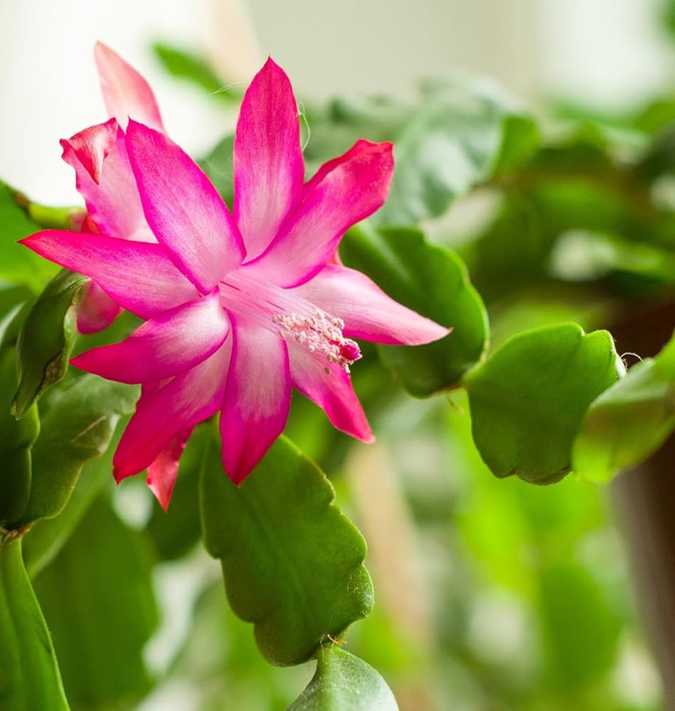 Purple Zygocactus Truncatus Flower seeds for Planting - Sun Loving, Heirloom & GMO Free Seeds for Home Garden