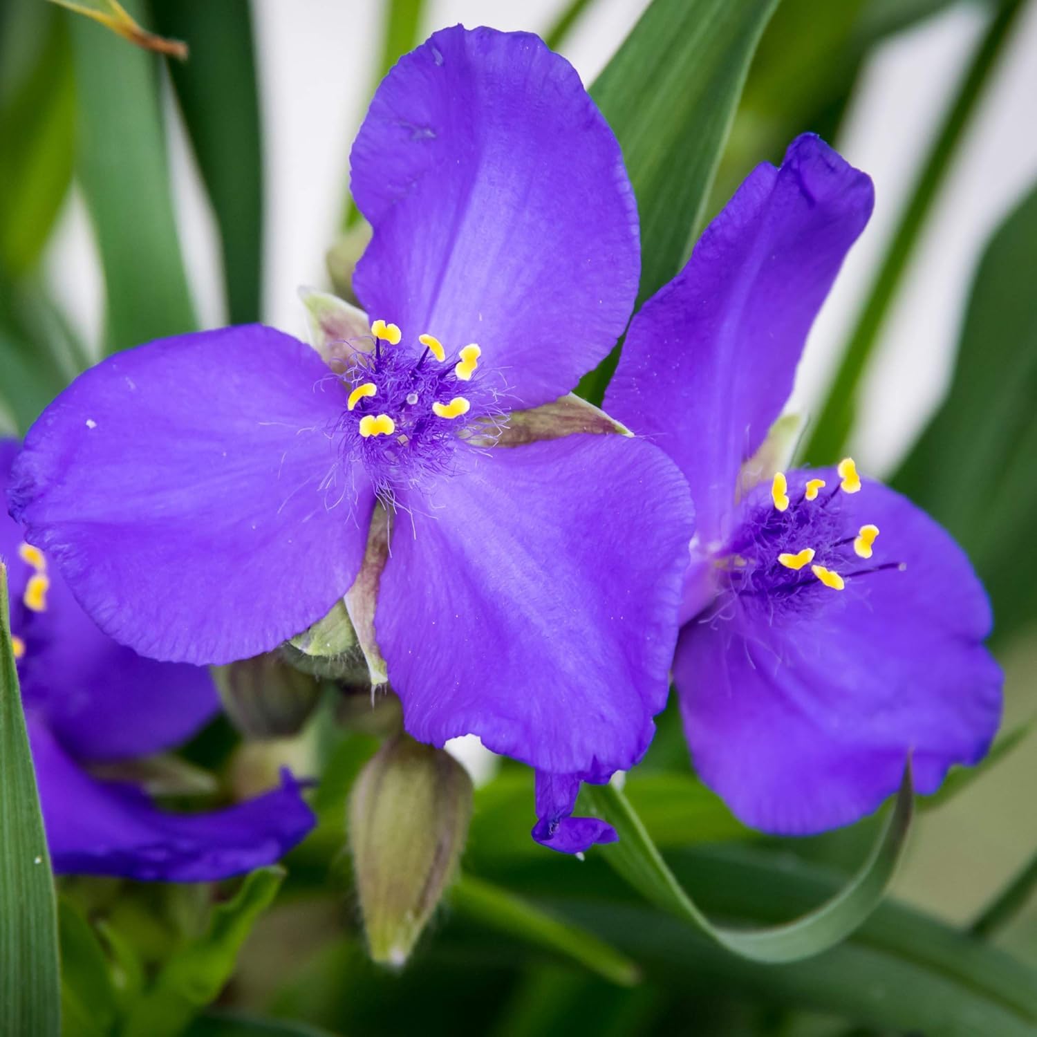 Ohio Spiderwort Seeds for Planting Tradescantia ohiensis for flower beds and meadow gardens - Evergrowseeds