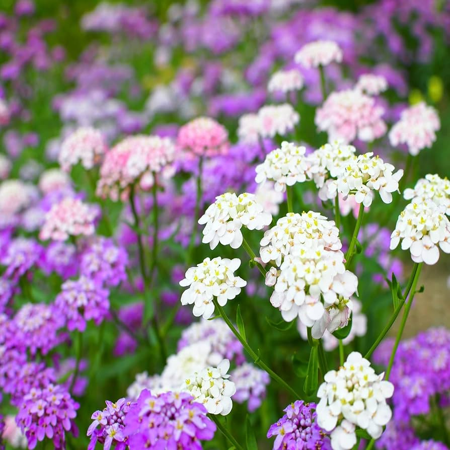 Mix Candytuft Flower Seeds for Planting - Colorful Annual Blooms for Vibrant Gardens - Evergrowseeds